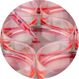 Cell Cultureing