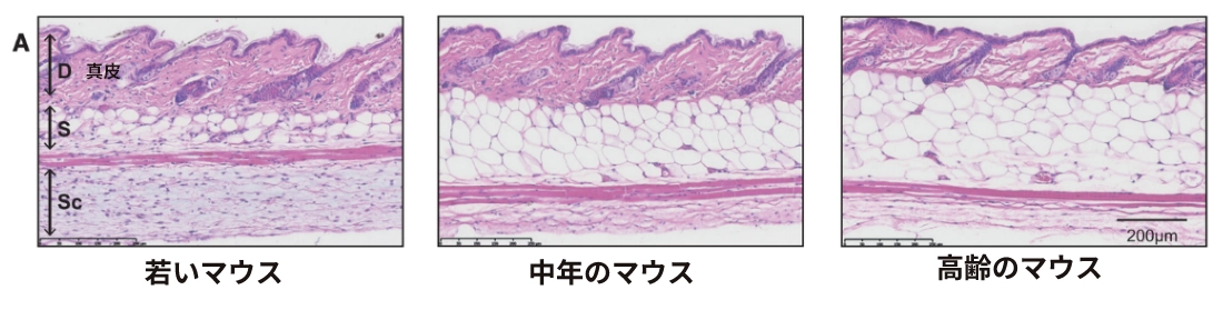 マウス皮膚比較図